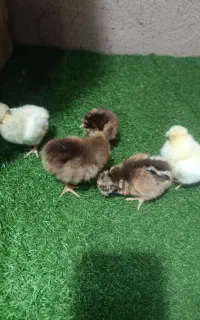 فروش جوجه کاکلی