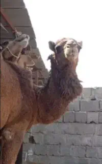 قصابی کاملن بهداشتی.واصولی۲ملیون