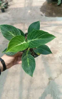 تولید و فروش گل‌ با قیمت عمده