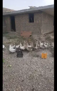 قو غاز و عاز