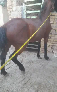 اسب نریان درشت و هیکلی سواری شده ۴سالشه
