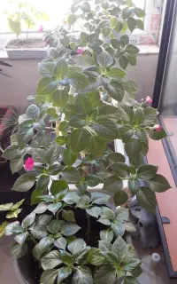 اموزش گل واسه خانمها
