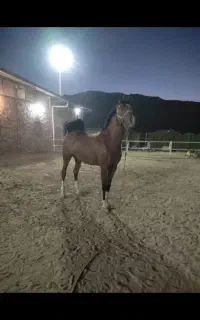 اسب مادیون ۶ دانگ