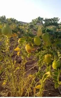 چیدن نخود دربیست کیلومتری زنجان