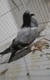 کفتر سبز