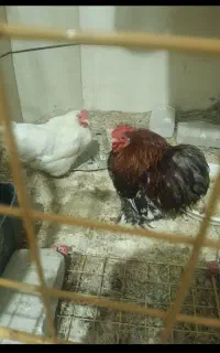 مرغ و خروس