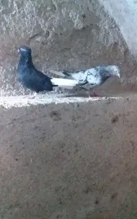 یه جفت کبوتر