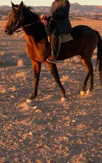 اسب نریان آخال تکه ترکمن