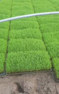 توم هاشمی