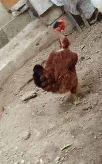 مرغ نیم کچل