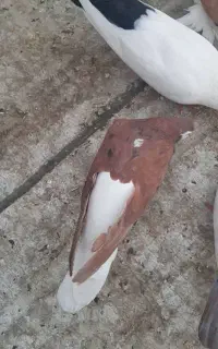 کبوتر