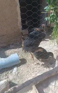 جوجه
