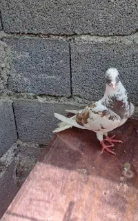 کبوتر ابلغ