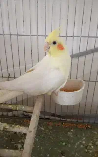 عروس هلندی