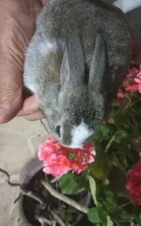 بچه خرگوش یکماهه