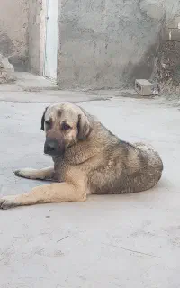 واگذاری پژدر درجه یک