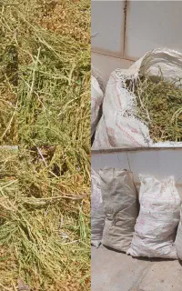 اسفند درشت