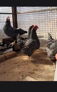 تخم مرغ گلین و امروک
