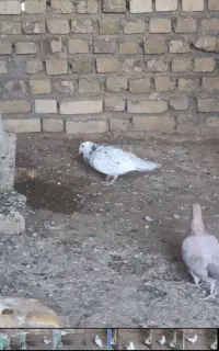 سار پر خال نر درشت