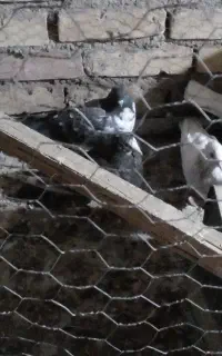 کفتر