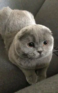 واگذاری گربه نژاد دار ( به دامپزشک)