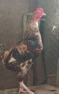 خروس لاری اصیل