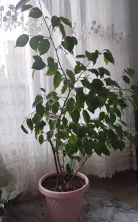 گل بنیامین