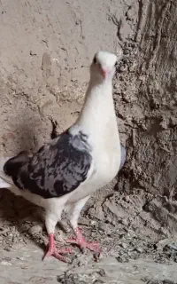 ماده دوکت