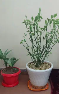 گل های طبیعی وزیبا