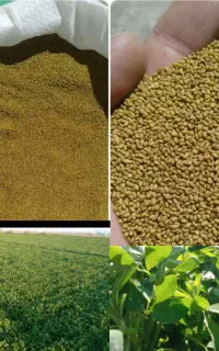 بذر یونجه قد بلند