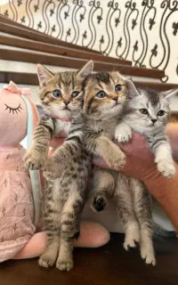 گربه اسکاتیش