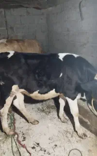 دو راس گوساله اصل