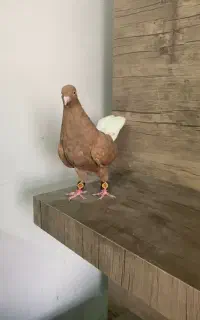 پرنده