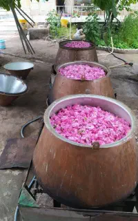 جشنواره گل و گلاب