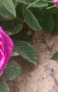اجاره گل محمدی