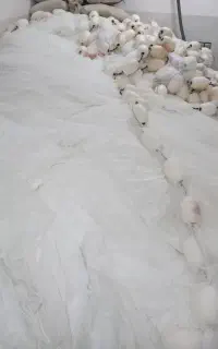 جل کاشغ نو