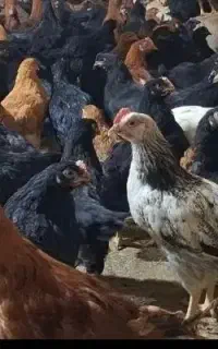 جوجه گلپایگانی اصل