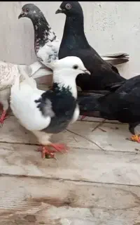 کبوتر پتی والا