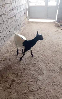3عدد نری باب داشت و گوشت