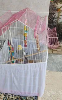 عروس هلندی