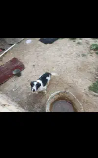سگ پاکوتاه