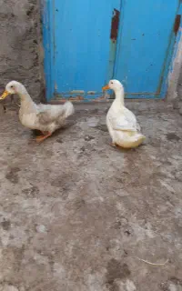 اردک تخم گذار