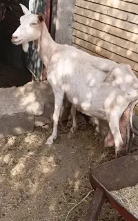 سانن آلپاین