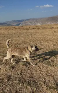 سگ گله مخصوص عشق بازی