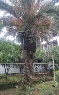 فینیکس فونیکس یوکا سیکاس پالم واشنگتن لاتانیا