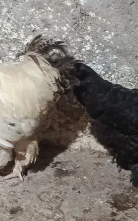 خروس برهما به همراه مرغش