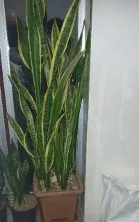 سانسوریا