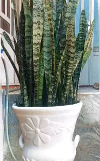گلدان بزرگ سانسوریا