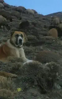سگ گمشده