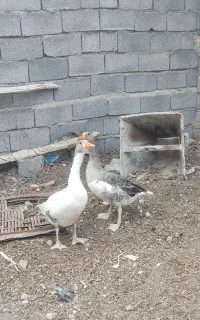 دو عدد غاز
